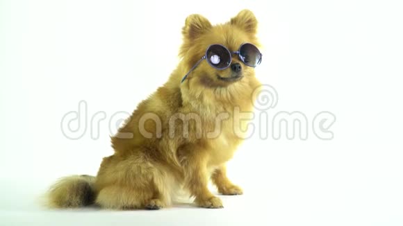 一只戴太阳镜的小狗正坐着等待散步视频的预览图