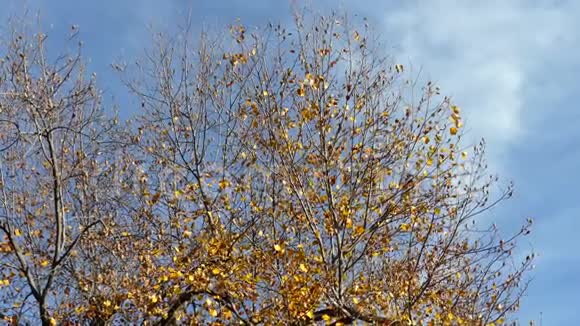 干黄叶树的一拍视频的预览图