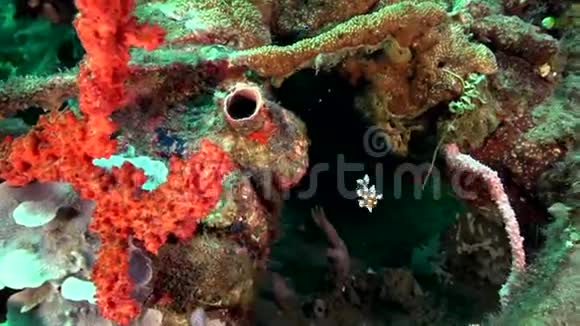 在祖鲁海Dumaguete珊瑚上的哈莱金甜唇斑点甜唇视频的预览图