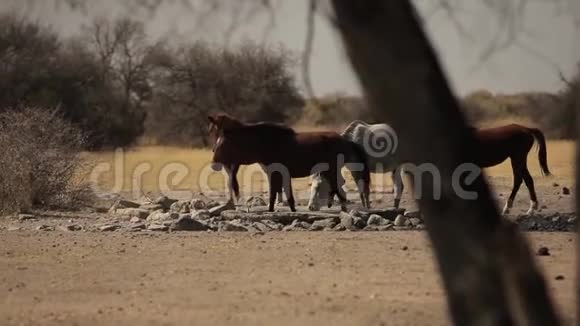 纳米比亚大草原上的野马视频的预览图