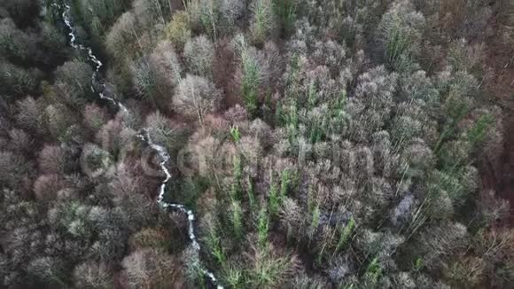 裸林和河流的俯视图小溪流穿过裸露的秋林树上有绿色的树干视频的预览图