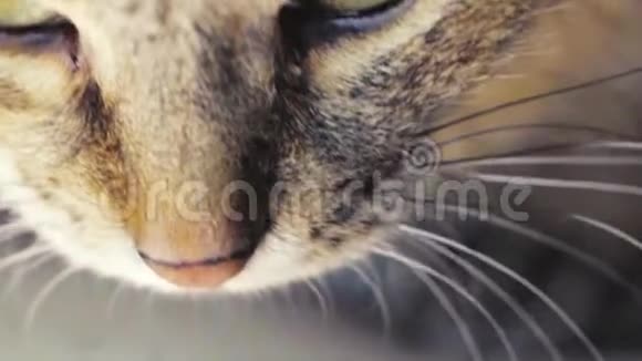 禁忌猫眼睛森林家猫慢动作视频的预览图