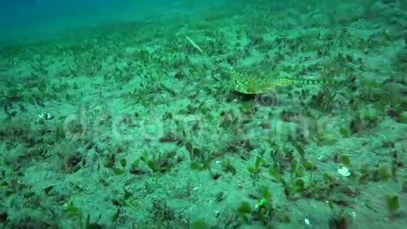 在祖鲁海的浅水中吃龙角牛鱼视频的预览图