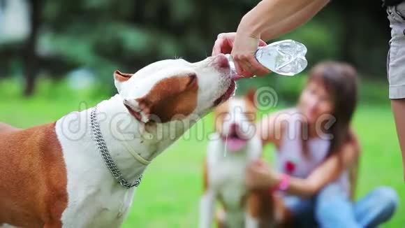 斗牛犬喝水视频的预览图