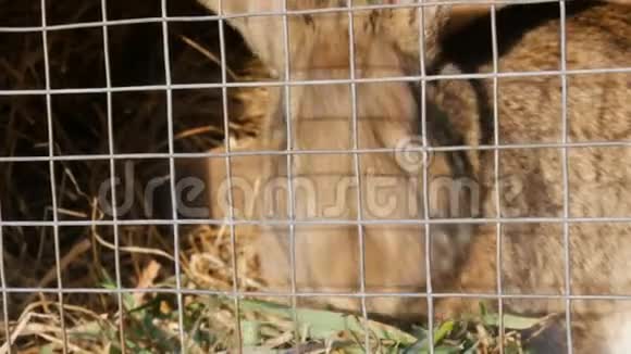 有趣的毛茸茸的棕色兔子在笼子里吃绿草近景视频的预览图