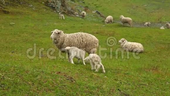 小羊羔草地上可爱的小羊羔阿尔泰草地一小群羔羊阿尔泰山中的草甸视频的预览图