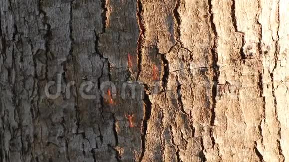 早晨红蚂蚁在树皮上排成一排走着蚂蚁是一种小昆虫视频的预览图
