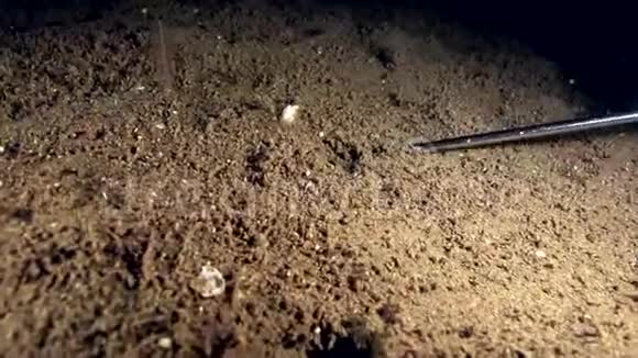 菲律宾的剪刀游泳蟹在祖鲁的沙滩上捉到了另一只螃蟹半只在晚上吃视频的预览图