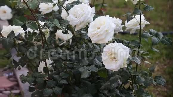 玫瑰灌木视频的预览图
