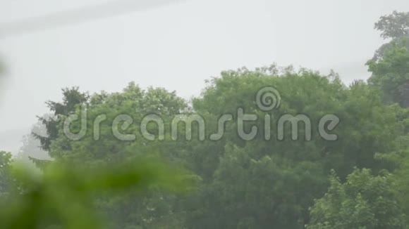 美丽的风景清新的绿树雨天在森林温暖的夏季天气视频的预览图