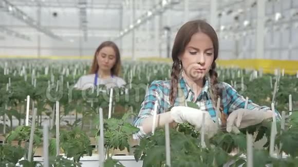 两个女人把温室里的灌木番茄绑在室内水培上视频的预览图