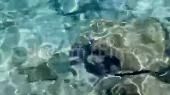 热带鱼视频的预览图