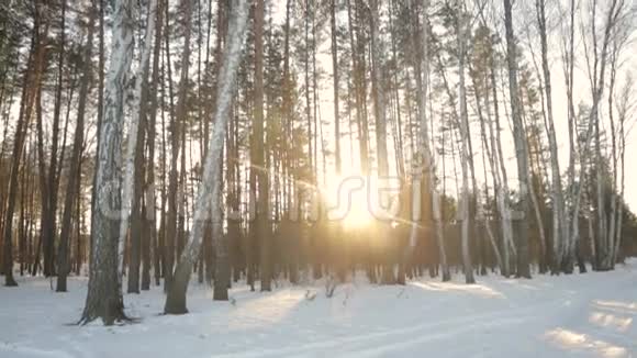 冬天花园里阳光视频的预览图