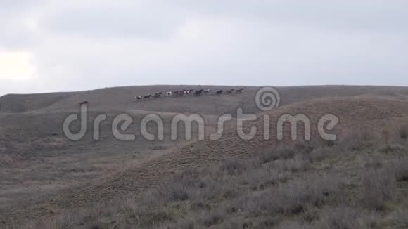 马群沿着山顶奔跑视频的预览图