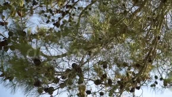 在蓝天树枝圆锥针叶树的背景下视频的预览图