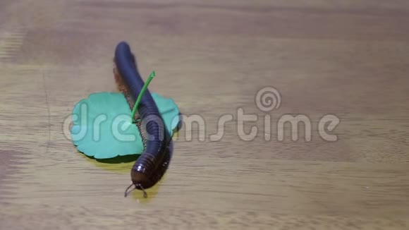 Millipede步行木地板上有一片绿叶视频的预览图
