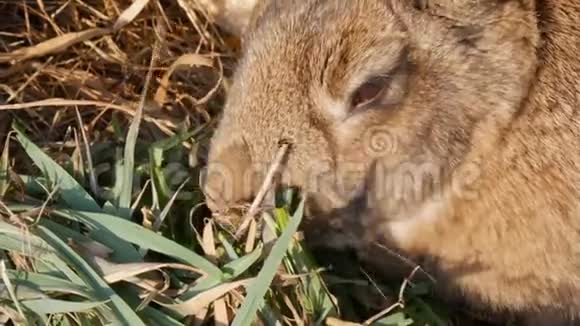 有趣的毛茸茸的棕色兔子在笼子里吃绿草近景视频的预览图