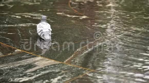 小灰鸽从喷泉里喝水视频的预览图