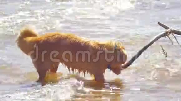 有趣的狗在晴天从河里喝水视频的预览图