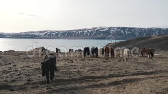 冰岛马在湖边放牧视频的预览图