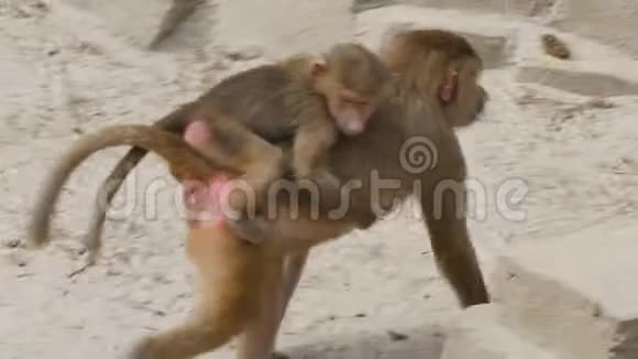 女性和婴儿狒狒或狒狒视频的预览图