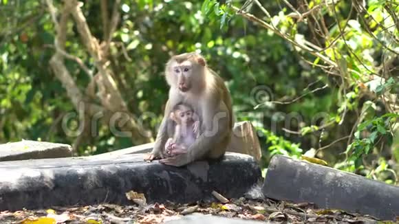 泰国山区国家公园的马卡猴与阿尔布戈和幼崽坐在路边视频的预览图