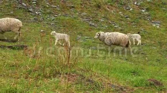 小羊羔草地上可爱的小羊羔阿尔泰草地一小群羔羊羊被放牧了视频的预览图