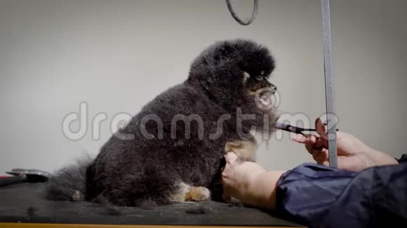 一只又黑又甜的狗静静地坐着而美容师在动物水疗沙龙里剪头发视频的预览图