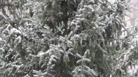 雪落在树前视频的预览图