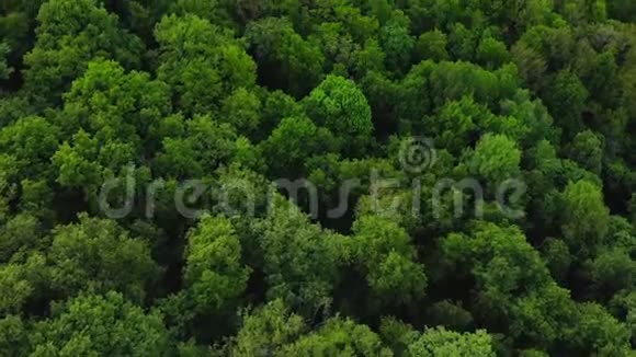 高空俯视森林纹理的森林视野从上面视频的预览图