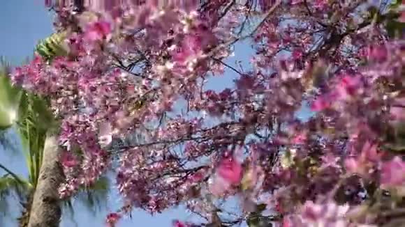 树上开着粉红色的花在风中摇曳视频的预览图