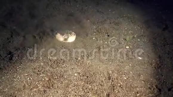 在祖鲁海杜马盖特的沙滩上用红舌头在夜晚狩猎用大理石雕刻的天王星天王星视频的预览图
