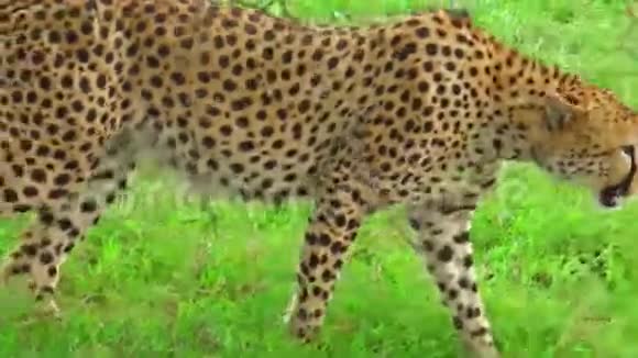 猎豹在草地上行走视频的预览图