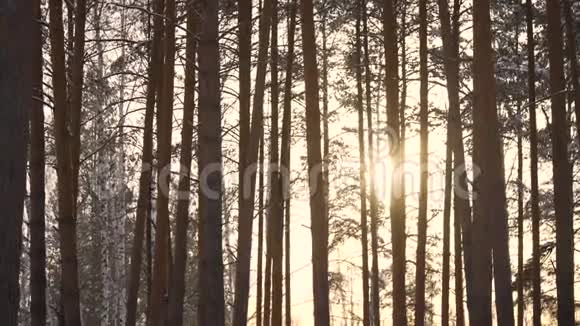 冬天白雪覆盖的森林在阳光下视频的预览图