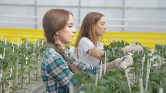 女人在温室里把橡皮筋放在高高的番茄灌木上视频的预览图