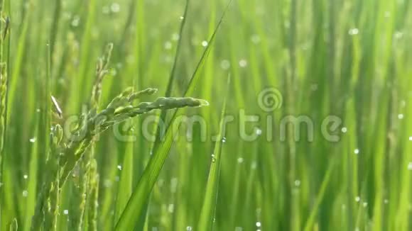 水稻稻田在收获季节秋季绿叶黄稻田特写视频的预览图