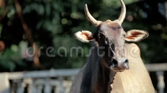路边的印度牛视频的预览图