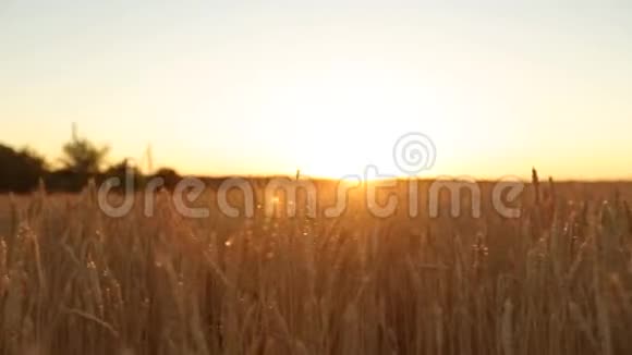 镜头缓慢地穿过麦田的金色成熟的耳朵对着天空和日落的太阳收获丰富视频的预览图