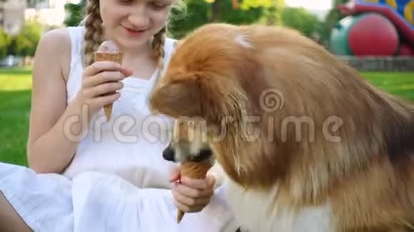 女孩和她的小毛狗吃冰淇淋视频的预览图