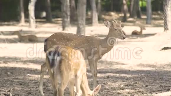 动物公园里发现了休耕鹿可爱的梅花鹿自然保护区野生森林动物视频的预览图