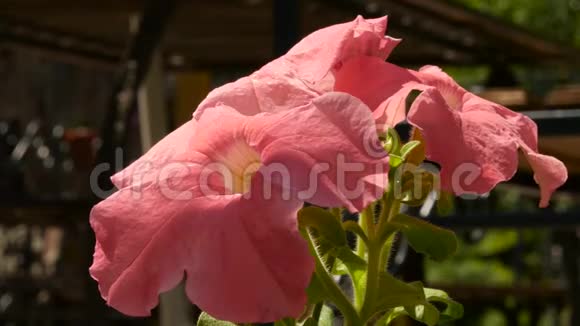 粉红色的天竺葵在公共花园里美丽的植物花蕾在风中摇曳4K视频的预览图