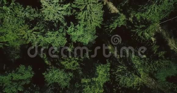 无人机缓缓升起在平静的绿色森林之上空中4K垂直顶部拍摄美丽的常青松树梢视频的预览图
