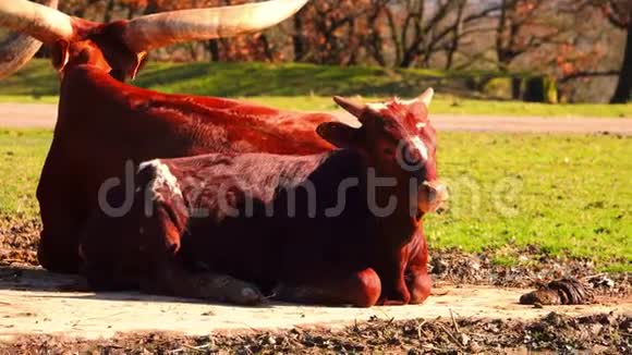 瓦图西是非洲反刍动物食草动物的神圣之牛视频的预览图