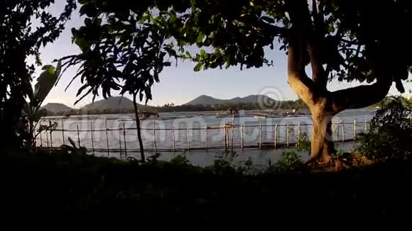 在湖岸追踪拍摄的树视频的预览图