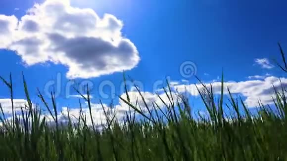 蓝天下美丽的绿野时光流逝视频的预览图