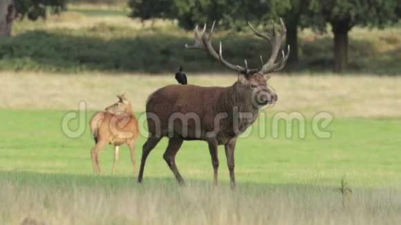红鹿咆哮视频的预览图
