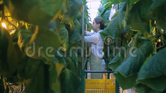 年轻妇女收获了站在农业大棚里的黄瓜视频的预览图