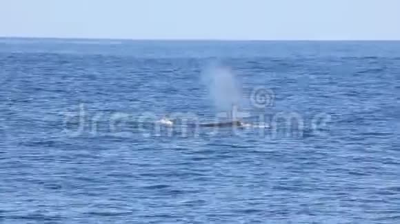 太平洋海面上的鲸形气孔视频的预览图