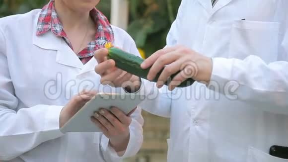 两位专家对新鲜黄瓜进行评价并记录数据一个穿白色长袍的人拿着蔬菜视频的预览图