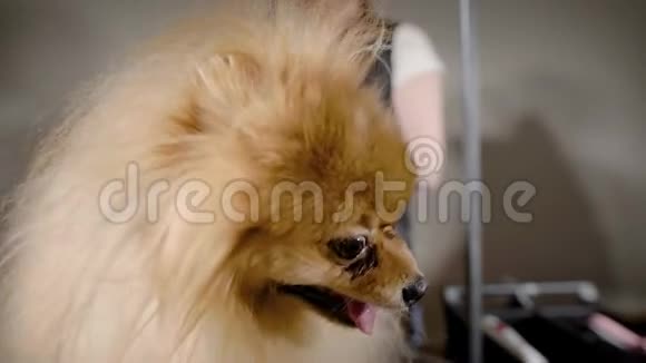 一只红头发的狗舌头伸出来这只狗在理发店里迅速环顾四周视频的预览图
